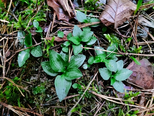 Goodyera repens, 2026-10-20