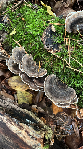 turkey-tail