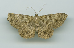 Racotis boarmiaria