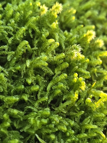 Sanionia uncinata observed 2026-10-20
