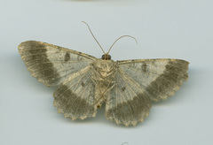 Racotis boarmiaria