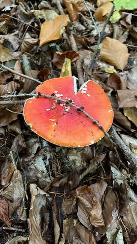 Fly Agaric
