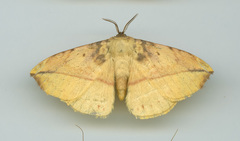 Apha kantonensis