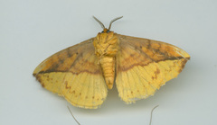 Apha kantonensis