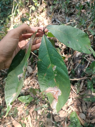 Ficus montana observed 2026-09-16