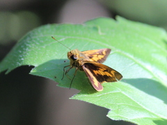 Oriens goloides