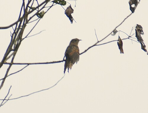 Cacomantis merulinus observed 2026-10-18