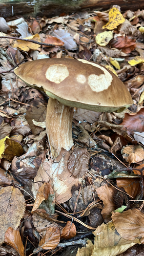 King Bolete