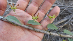 Jacquemontia paniculata