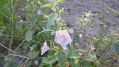 Jacquemontia paniculata