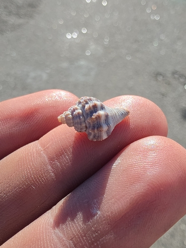 Melongena corona johnstonei, 2026-10-20