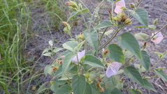 Jacquemontia paniculata