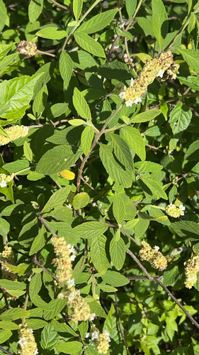 Varronia curassavica, 2026-10-20