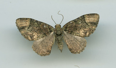 Microcalcarifera obscura