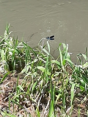 Calopteryx xanthostoma