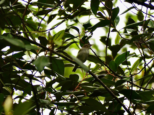 Phylloscopus borealis observed 2026-10-20