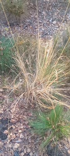 Molinia caerulea observed 2026-10-20