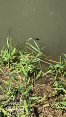 Calopteryx xanthostoma