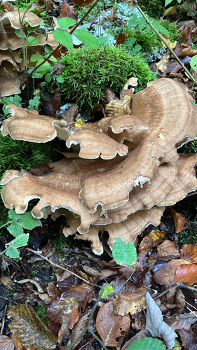 Giant Polypore