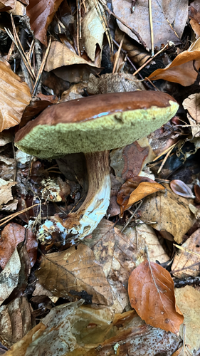 Bay Bolete