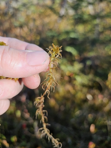 Sphagnum angustifolium observed 2026-10-17