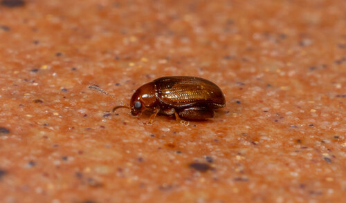 Glyptina