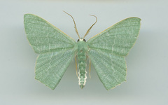 Thalassodes immissaria