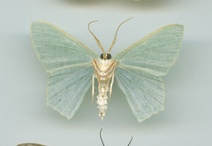 Thalassodes immissaria
