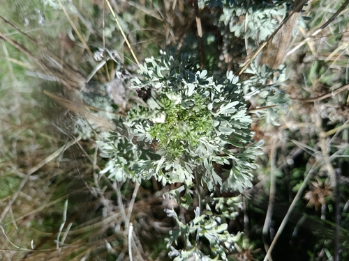 absinthe wormwood