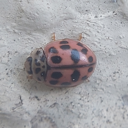 Poplar Ladybird Beetle