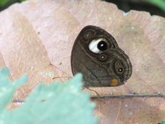 Mycalesis junonia