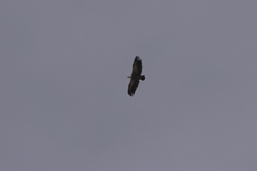iNaturalist image