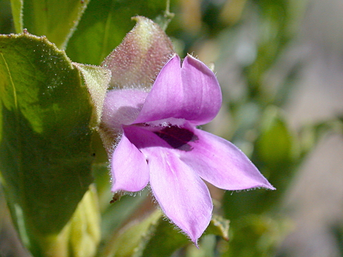 How to identify Eremophila willsii F.Muell.