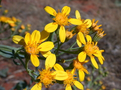 Senecio magnificus