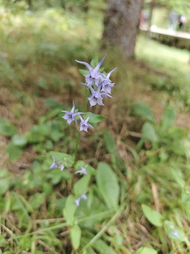 Halenia elliptica, 2026-09-30