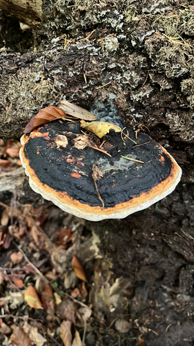Red-banded Polypore