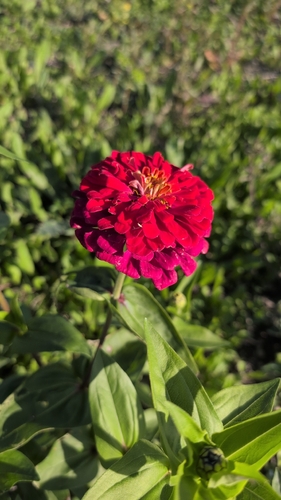Zinnia elegans observed 2026-10-20