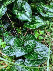 Asarum macranthum