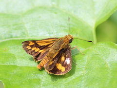 Potanthus pseudomaesa