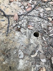 Novaranea queribunda