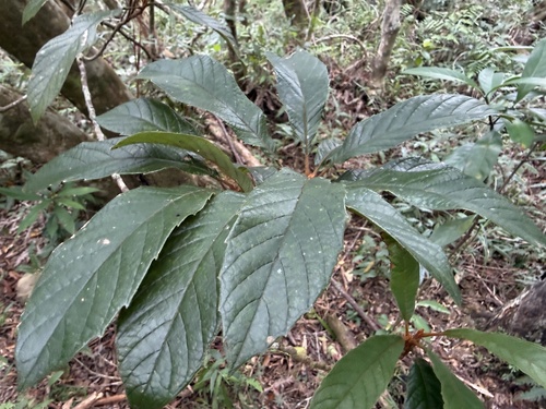 Meliosma observed 2026-10-20
