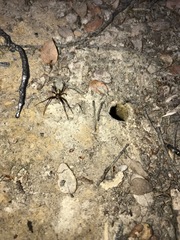 Novaranea queribunda