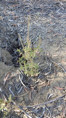 Amaranthus interruptus