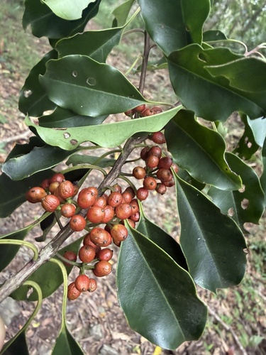 Ilex rotunda observed 2026-10-20