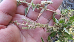 Amaranthus interruptus