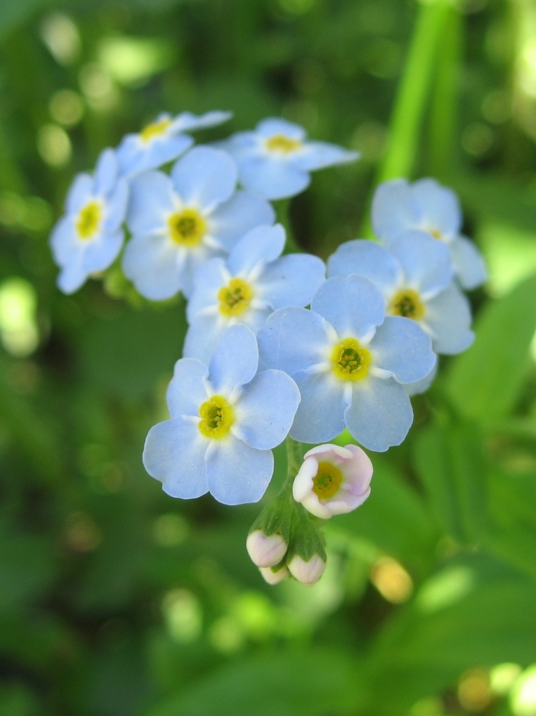 What type of forget me not is this? : r/whatsthisplant