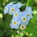 Water Forget-Me-Not - Photo (c) beautifulcataya, some rights reserved (CC BY-NC-ND)