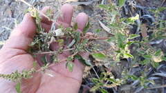 Amaranthus interruptus