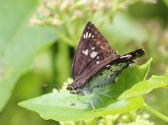 Caprona ransonnettii