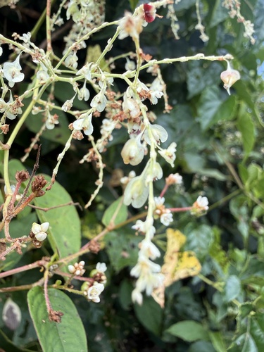 Reynoutria multiflora observed 2026-10-20